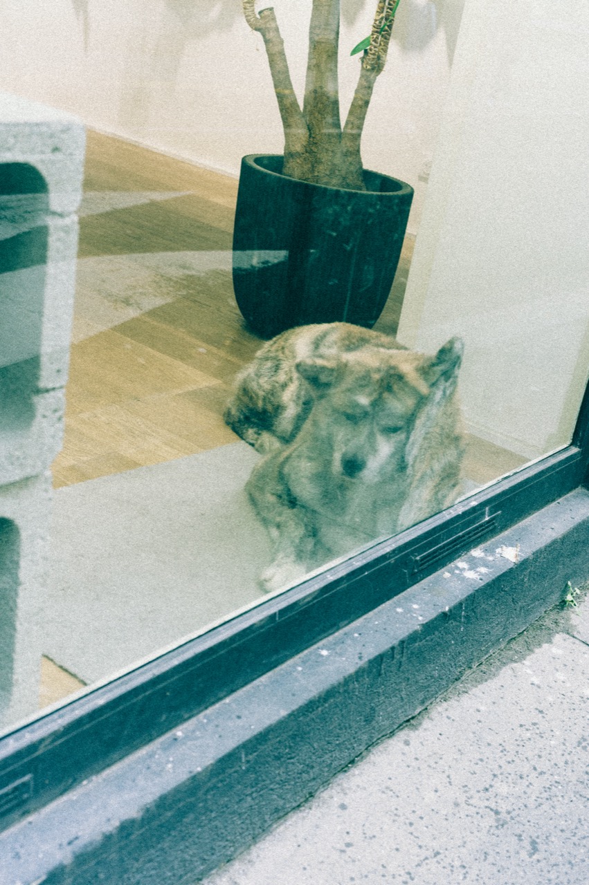 Dog sleeping behind a glass window