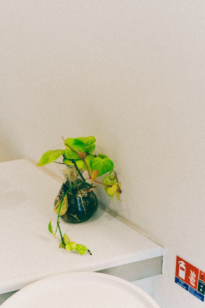Small plant on a white table in soft light